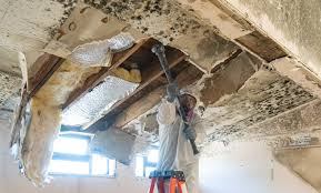 Professional Mold Inspection in Muttontown, NY